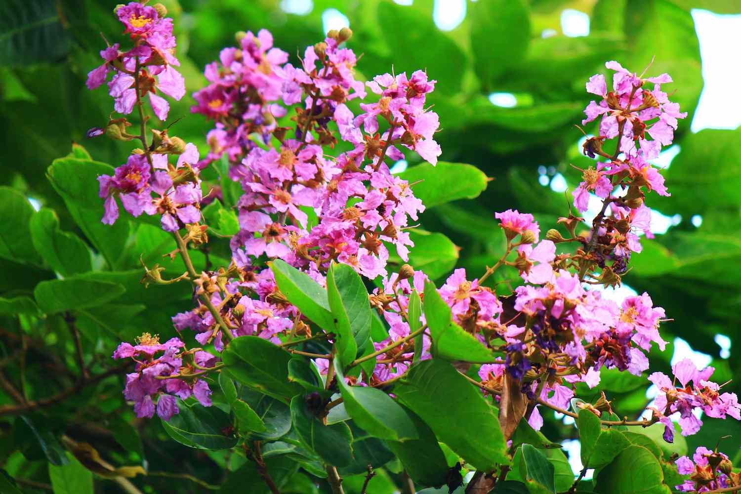 Banaba Leaf Extract